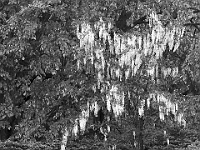 NJ Botanical Gardens 10